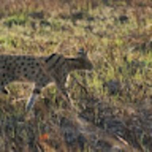 Meet your Posher, Eva